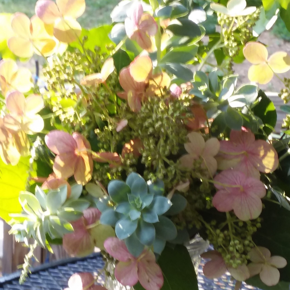 Meet your Posher, Jodi